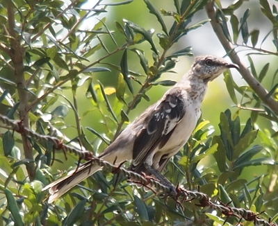 [The mockingbird is perched on barbed wire in front of some heavily-leafed trees. The bird has a white belly with the rest of its body being mottled grey-brown and white. The feathers on its wing seem to be small although they are large enough for it to fly. It flew away right after I captured the image.]